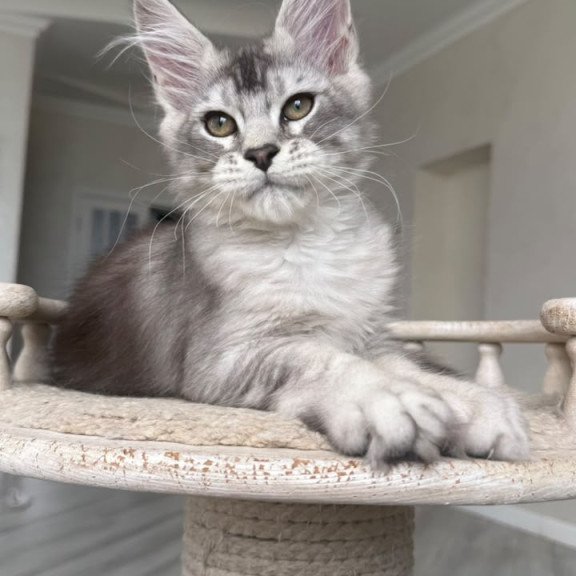 Maine Coon NOV Prosecco