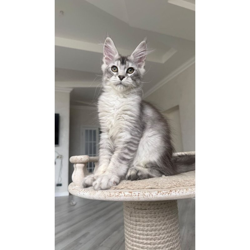 Maine Coon NOV Prosecco