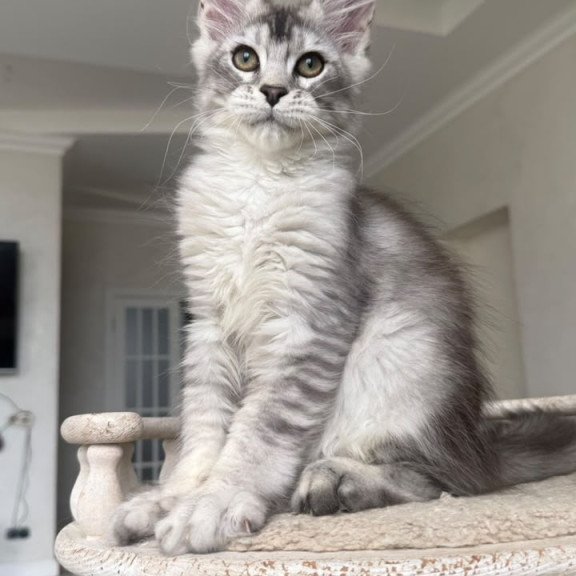 Maine Coon NOV Prosecco
