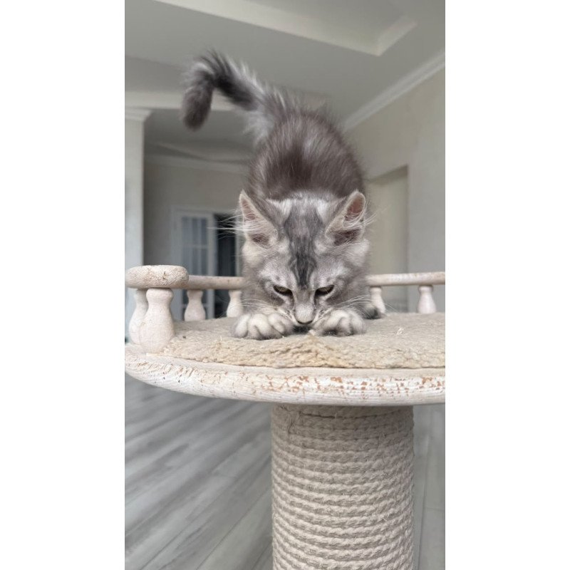 Maine Coon NOV Prosecco