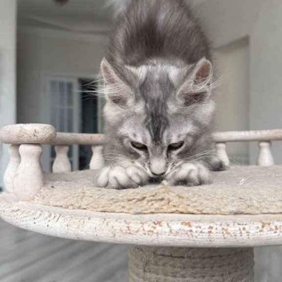 Maine Coon NOV Prosecco
