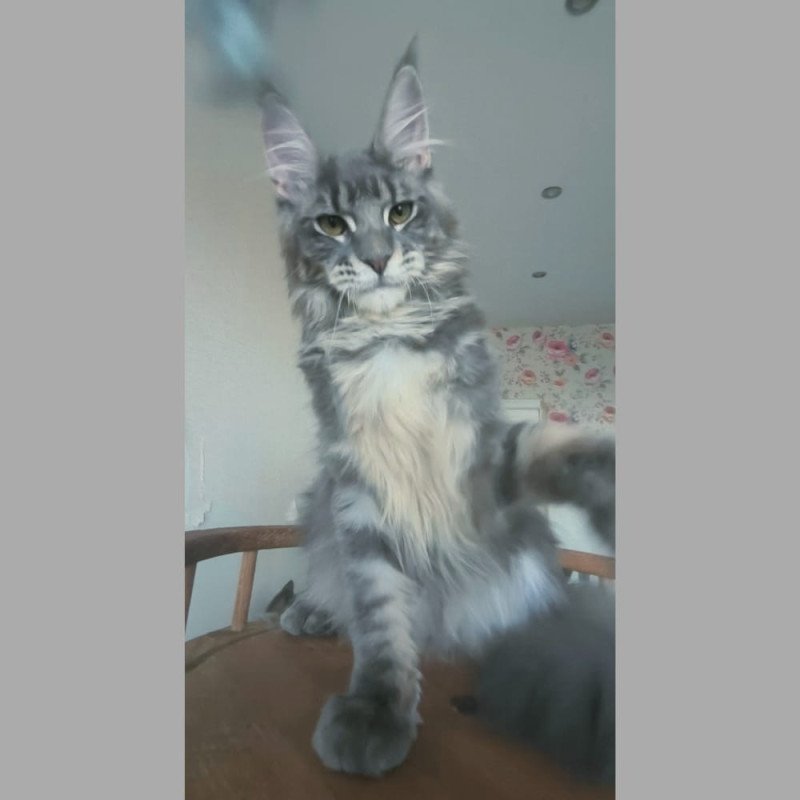 Maine Coon NOV Noel