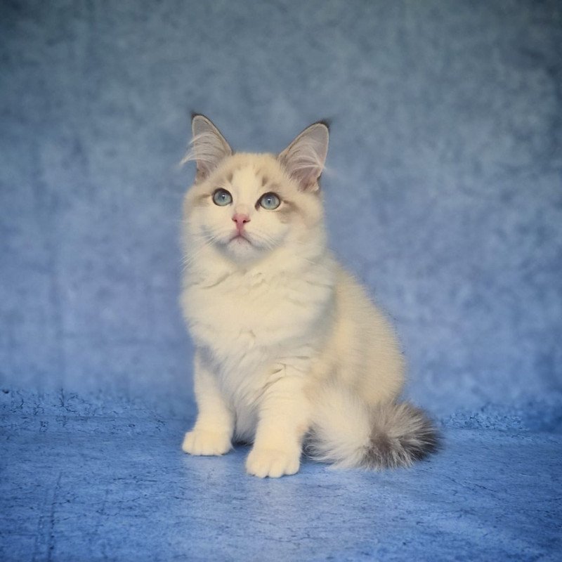 Siberian NOV Eddie