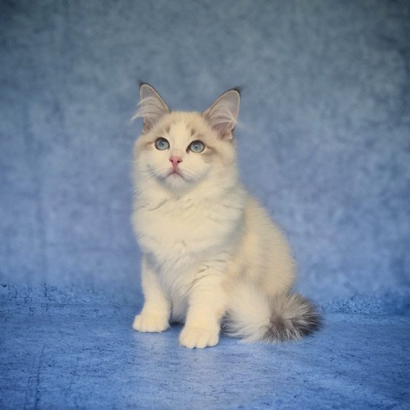 Siberian NOV Eddie