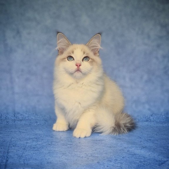 Siberian NOV Eddie