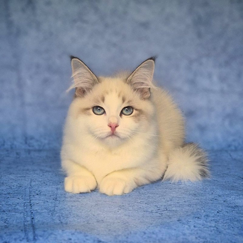 Siberian NOV Eddie