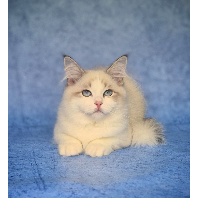 Siberian NOV Eddie