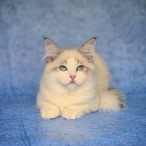 Siberian NOV Eddie