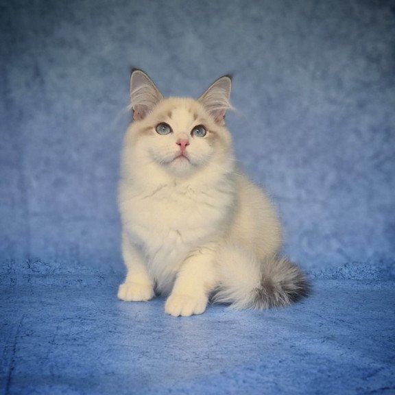 Siberian NOV Eddie