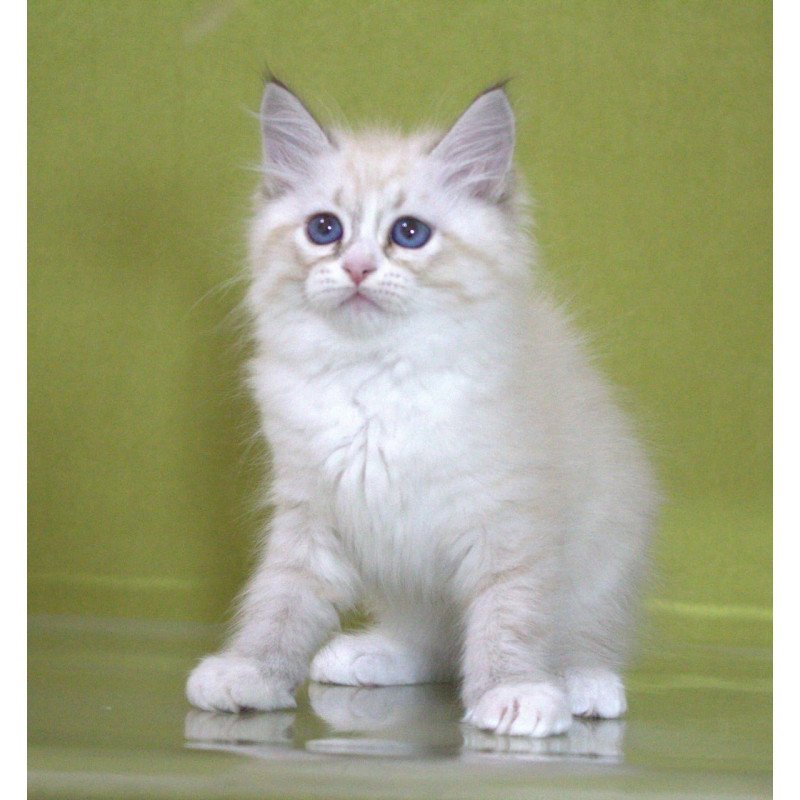 Siberian NOV Ioann
