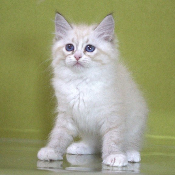 Siberian NOV Ioann
