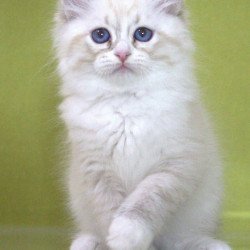 Siberian NOV Ioann