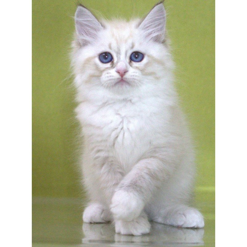 Siberian NOV Ioann
