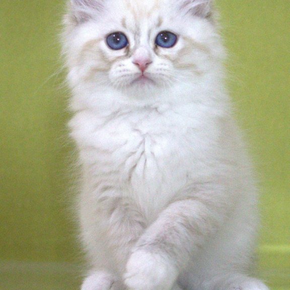 Siberian NOV Ioann