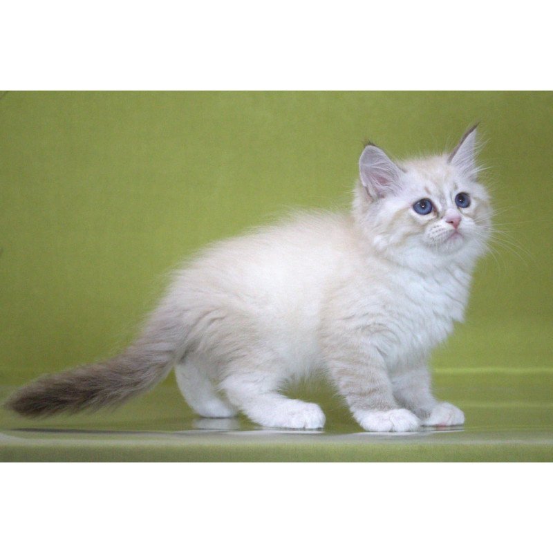 Siberian NOV Ioann