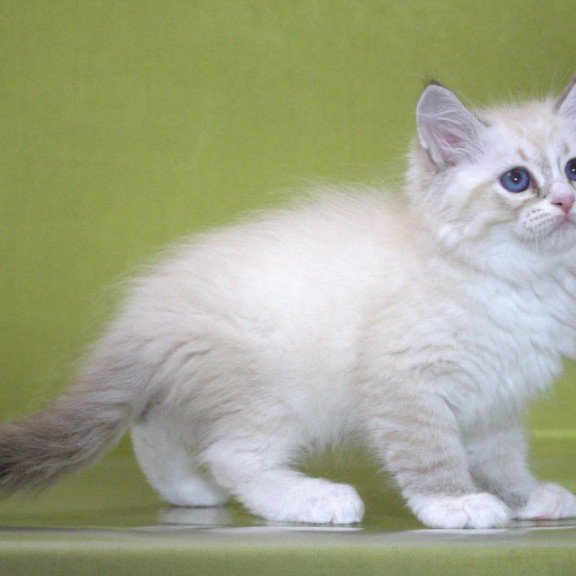 Siberian NOV Ioann