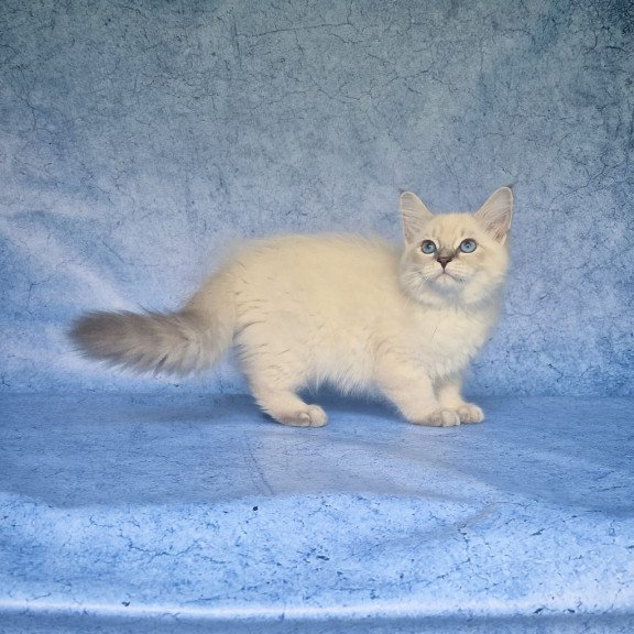 Siberian NOV Fadey