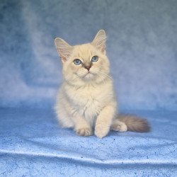 Siberian NOV Fadey