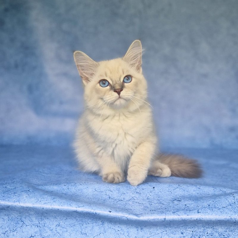 Siberian NOV Fadey