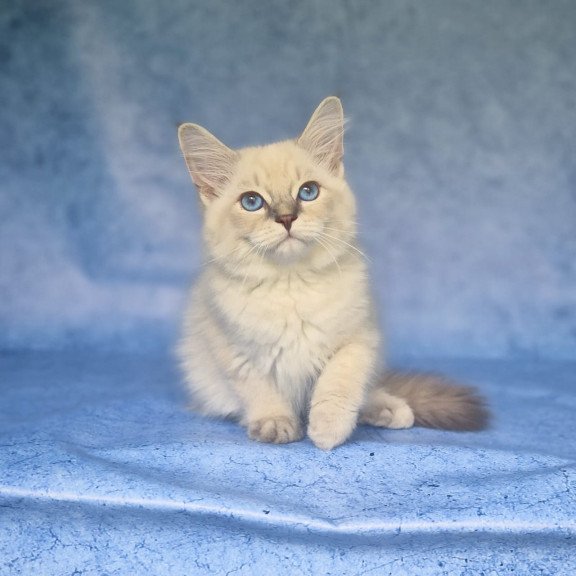 Siberian NOV Fadey