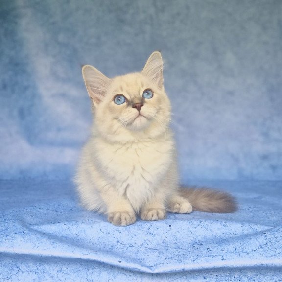 Siberian NOV Fadey