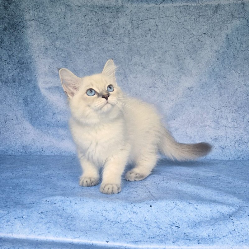Siberian NOV Fadey