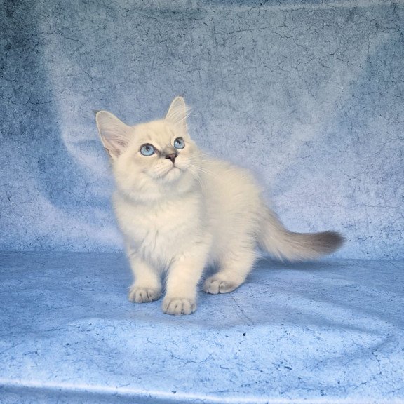 Siberian NOV Fadey