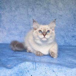Siberian NOV Felix