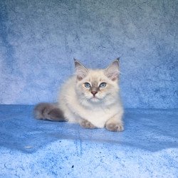 Siberian NOV Felix