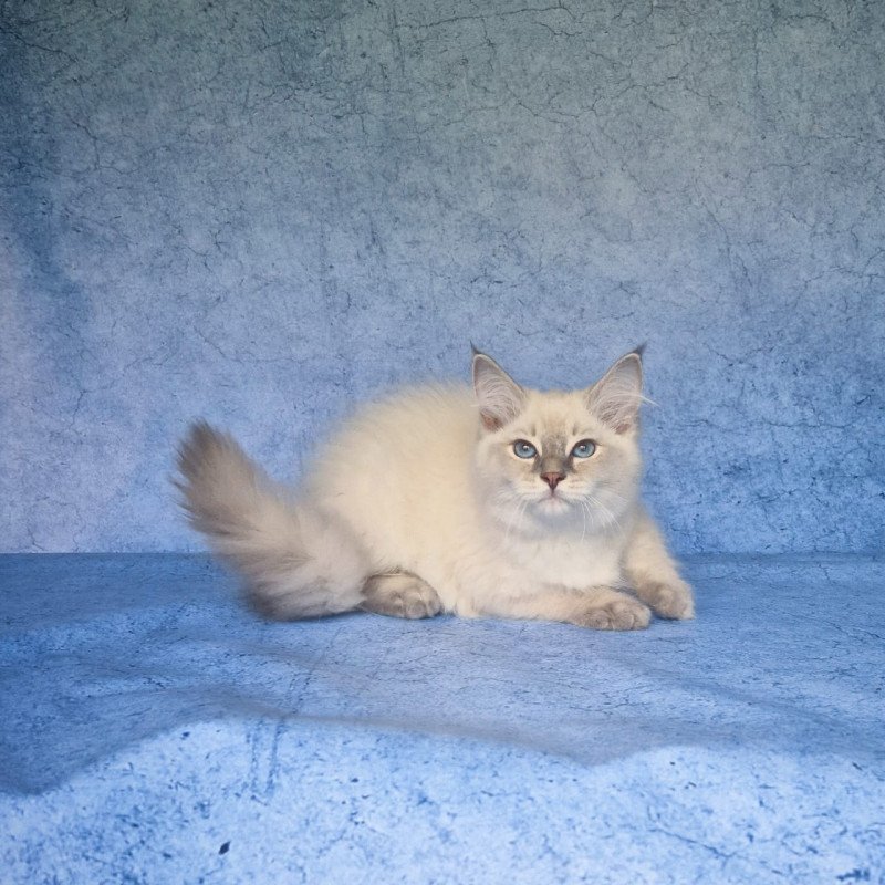 Siberian NOV Felix