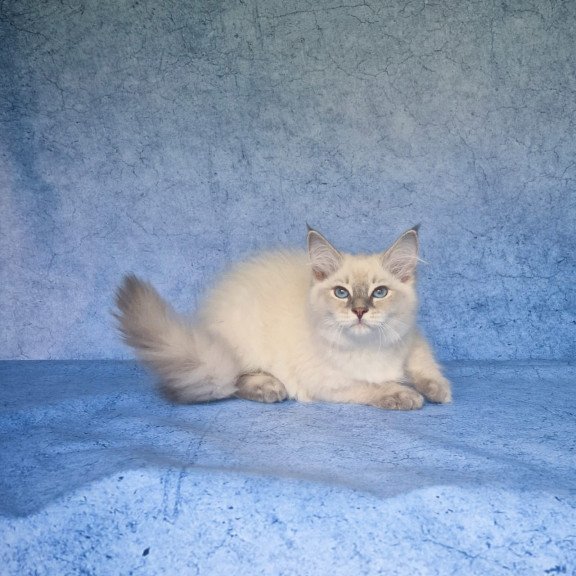 Siberian NOV Felix