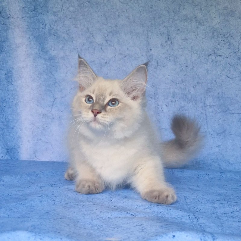 Siberian NOV Felix