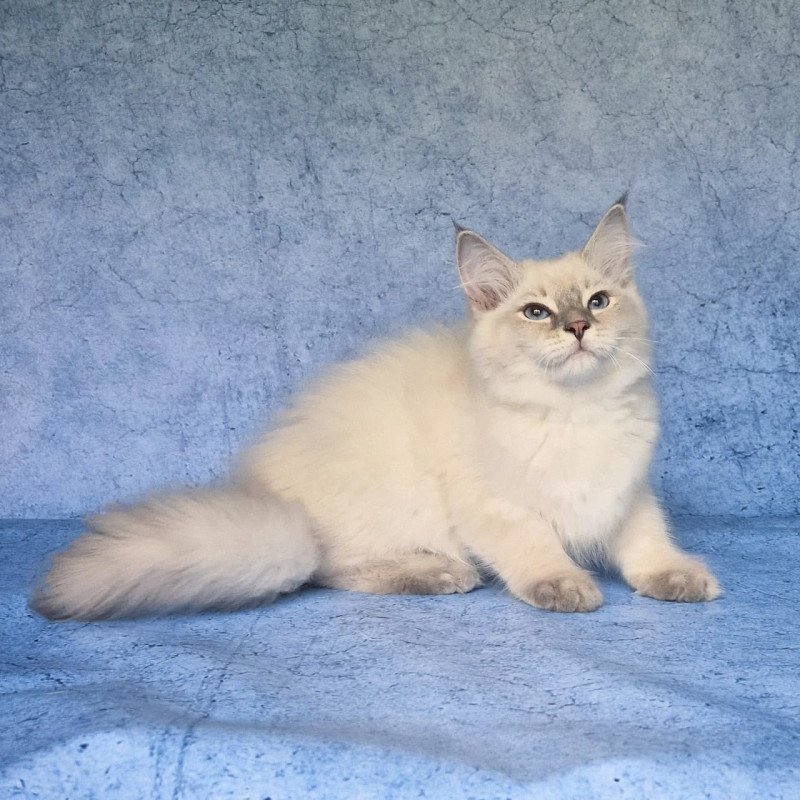 Siberian NOV Felix