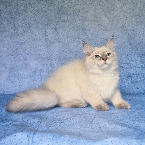 Siberian NOV Felix