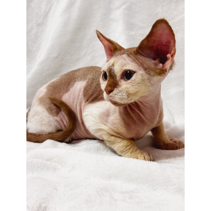 Devon Rex NOV Yoda