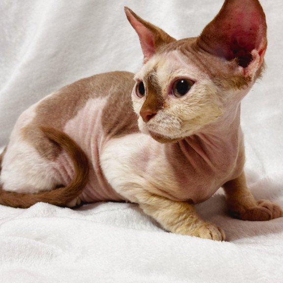 Devon Rex NOV Yoda