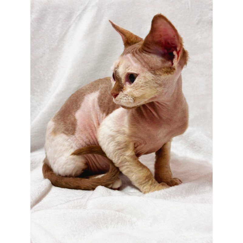 Devon Rex NOV Yoda