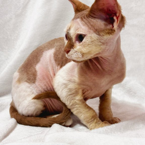 Devon Rex NOV Yoda