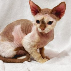 Devon Rex NOV Yoda
