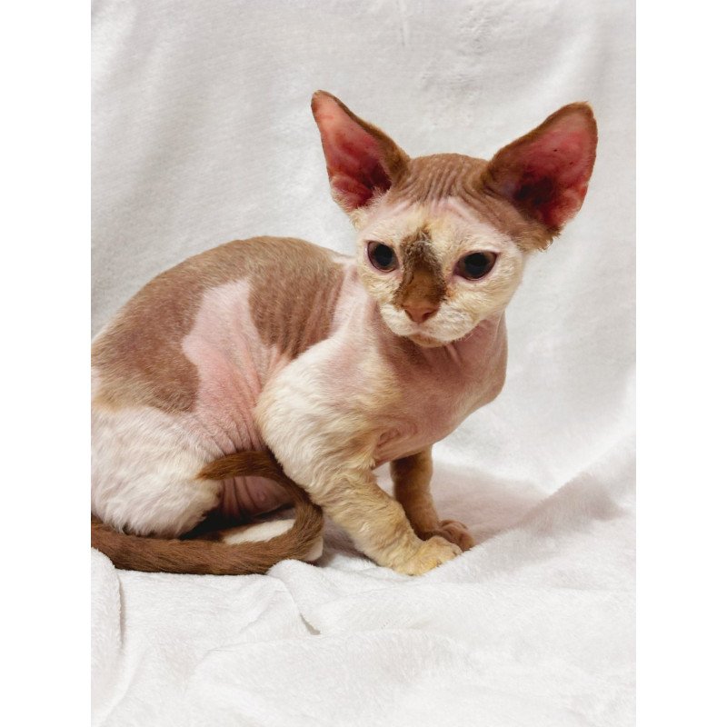 Devon Rex NOV Yoda