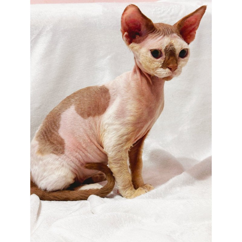 Devon Rex NOV Yoda