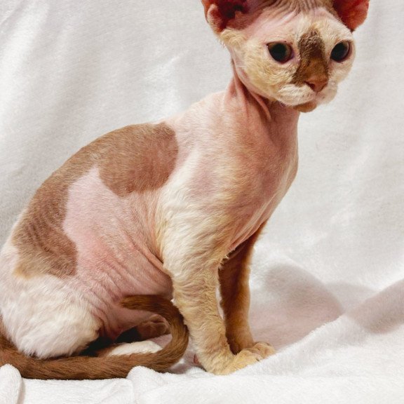 Devon Rex NOV Yoda
