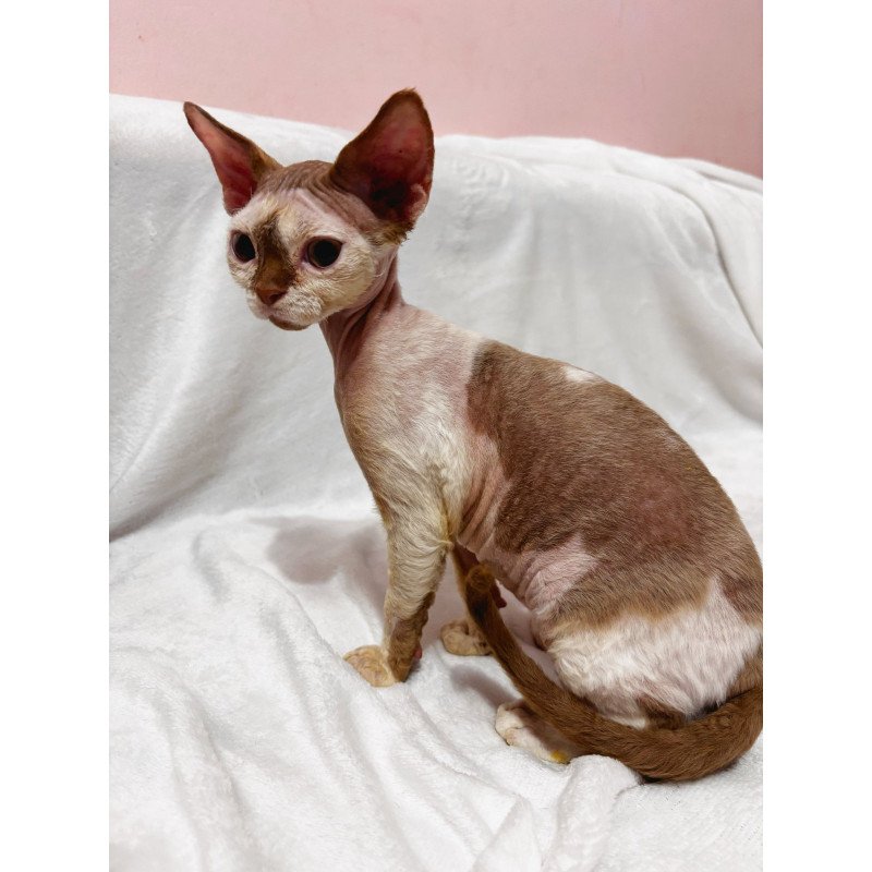 Devon Rex NOV Yoda