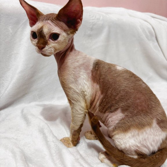 Devon Rex NOV Yoda