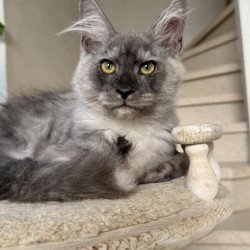 Maine Coon NOV Kupidon