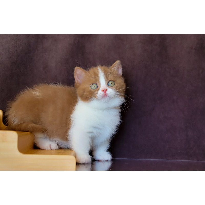 Munchkin NOV Fantasy