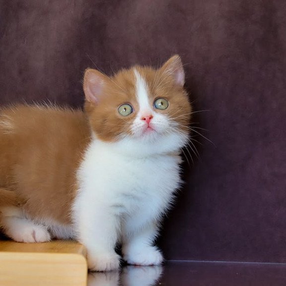 Munchkin NOV Fantasy