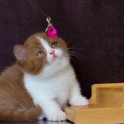Munchkin NOV Fantasy