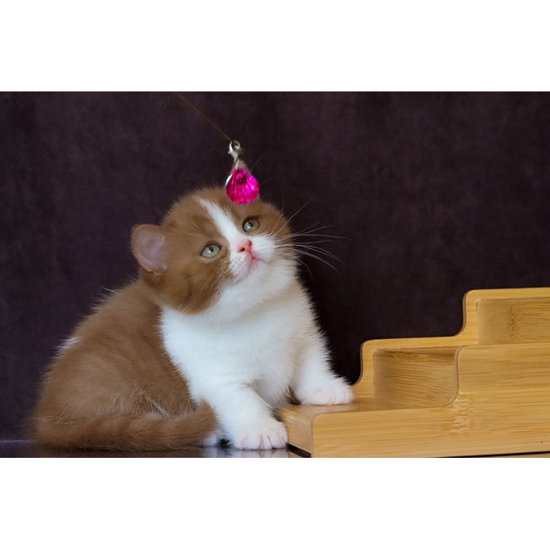 Munchkin NOV Fantasy