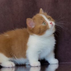 Munchkin NOV Fantasy